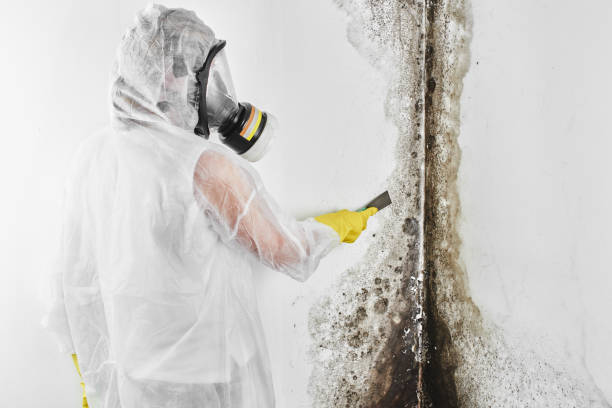 Best Mold Remediation for Schools in Muscoda, WI