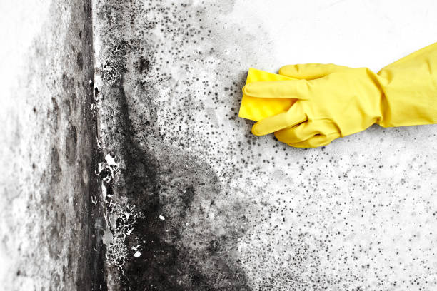 Best HVAC Mold Remediation in Muscoda, WI