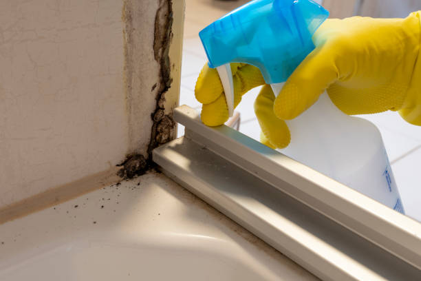 Best Bathroom Mold Remediation in Muscoda, WI