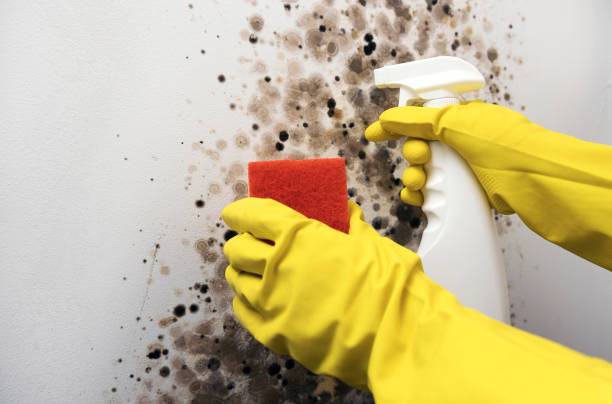 Best Commercial Mold Remediation in Muscoda, WI