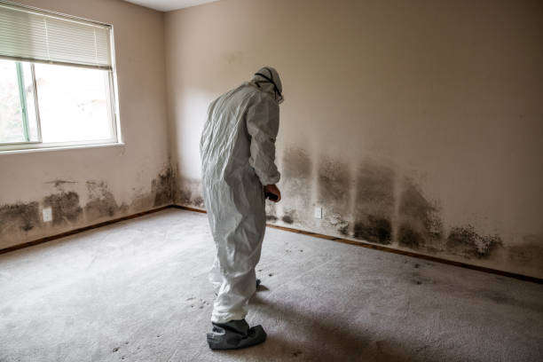 Best Basement Mold Remediation in Muscoda, WI