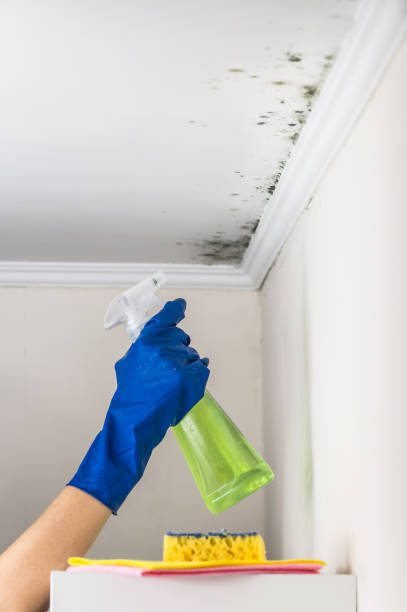 Best Health and Safety Mold Remediation in Muscoda, WI