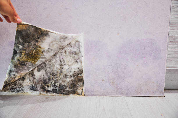 Best Black Mold Remediation in Muscoda, WI